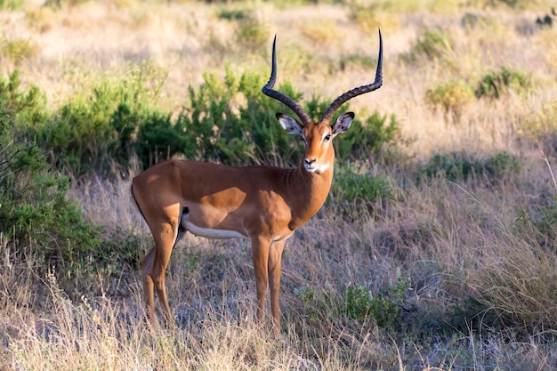 Portrait of an Impala antelope in the savannah of Kenya