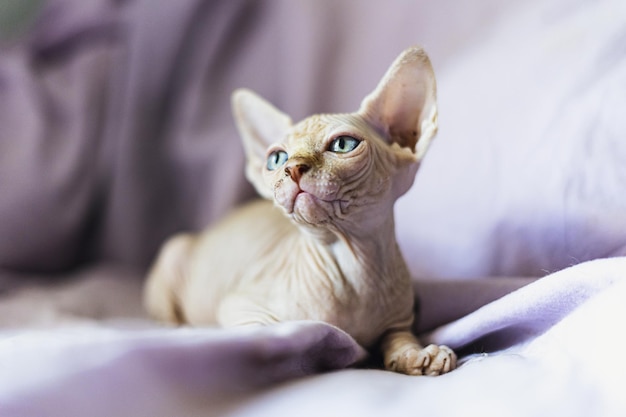 portrait indoors face young cat skin