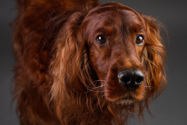 Portrait of Irish setter on black background