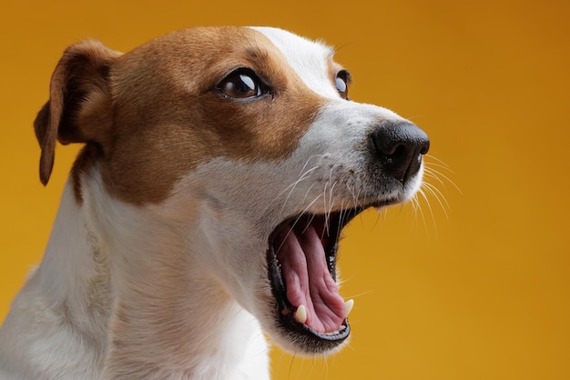 Portrait of a jack russell terrier on a clean yellow background a screaming dog