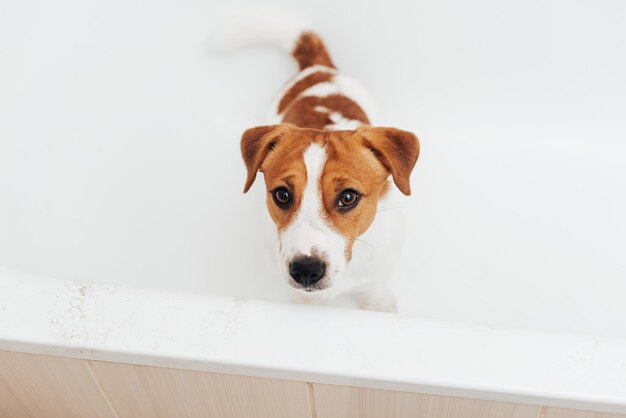 Portrait of Jack Russell Terrier dog standing in bathtub and looking at the camera