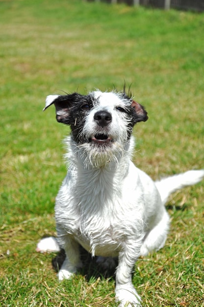 Portrait of jack russell terrier on grassy field