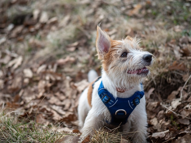 Portrait of a Jack Russell Terrier puppy in the spring forest