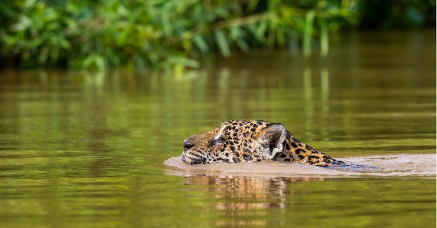 Portrait of a jaguar in the jungle