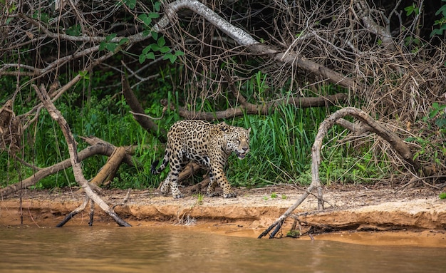 Portrait of a jaguar in the jungle