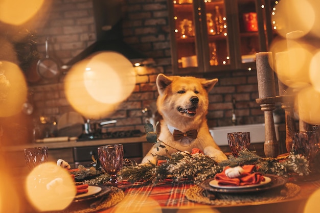 Portrait of japanese happy cheerful dog breed akita inu with bow tie at xmas decorated lodge