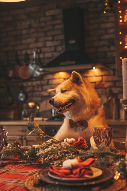 Portrait of japanese happy cheerful dog breed akita inu with bow tie at xmas decorated lodge