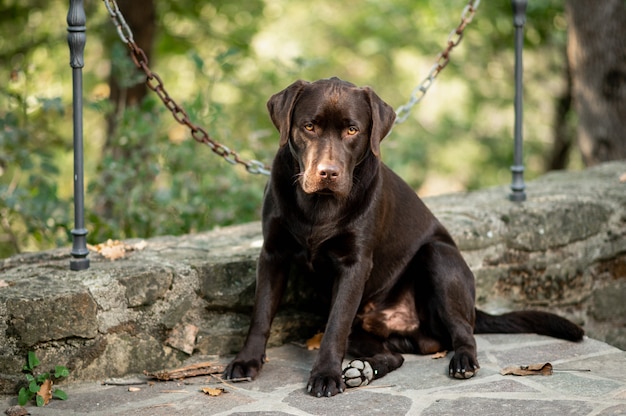 Portrait of junior chocolate Labrador Retriever sitting in outdoor floor. Dog looking at the camera with sad face.