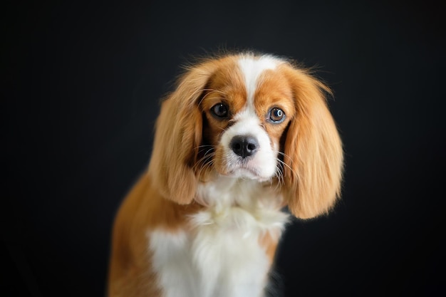 Portrait Of King Charles Spaniel on a black background after grooming