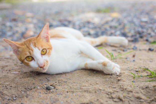 Portrait of kitten, cat.