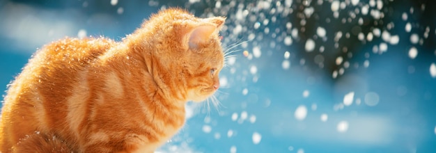 Portrait of a kitten sitting on the snow in winter during a snowfall Horizontal banner