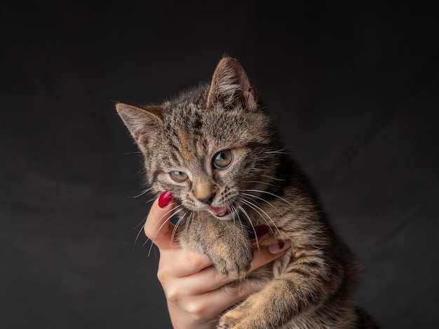 Portrait of a kitten who sits on his arms and looks into the distance