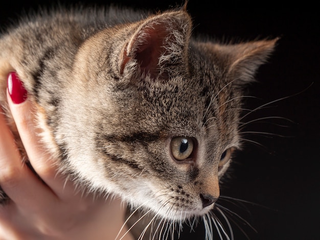 Portrait of a kitten who sits on his arms and looks into the distance