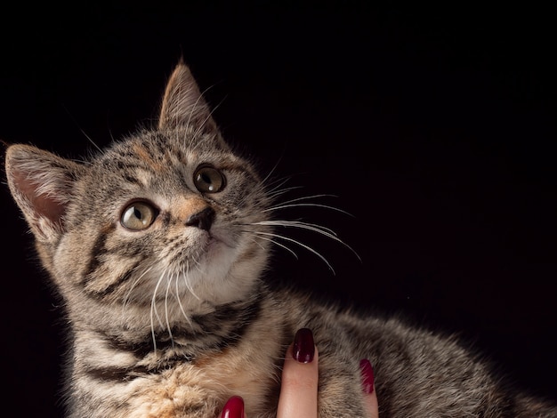 Portrait of a kitten who sits on his arms and looks into the distance