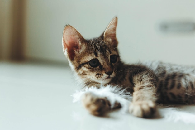 Photo portrait of a kitten