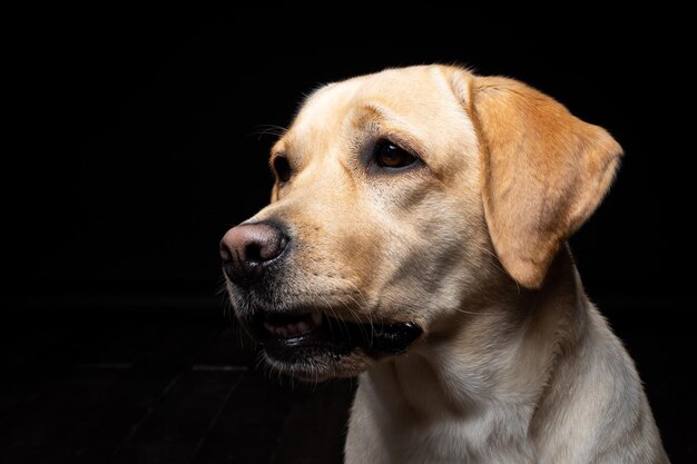 Portrait of a Labrador Retriever dog on an isolated black background He is very cheerful and happy