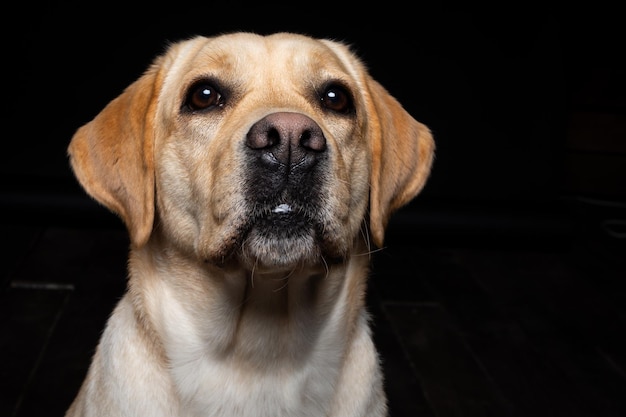 Portrait of a Labrador Retriever dog on an isolated black background