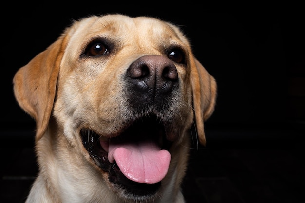 Portrait of a Labrador Retriever dog on an isolated black background