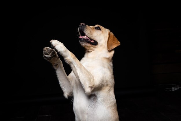 Portrait of a Labrador Retriever dog on an isolated black background