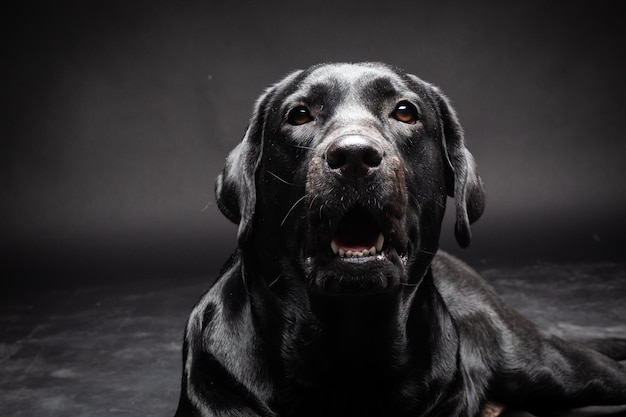 Portrait of a Labrador Retriever dog on an isolated black background