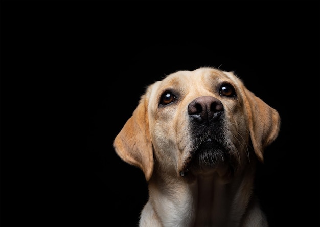 Portrait of a Labrador Retriever dog on an isolated black background