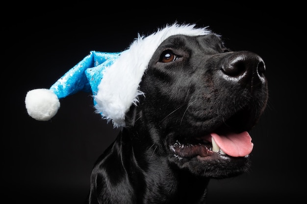 Portrait of a Labrador Retriever dog in a Santa hat isolated on a black background