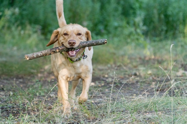 Portrait of a labrador running on a camera and carrying a wooden stick in his jaws