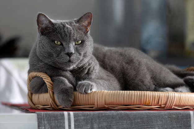 Portrait of a large adult British cat that lies down.