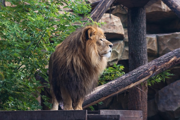 portrait of a large beautiful lion