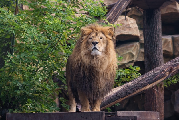 portrait of a large beautiful lion