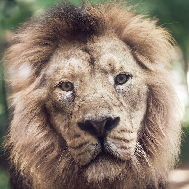 Portrait of a large beautiful lion