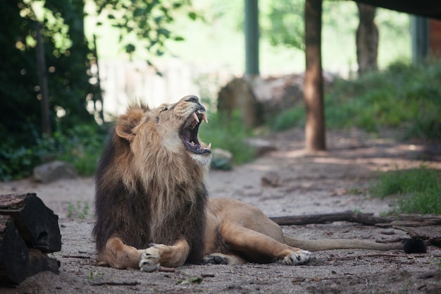 Portrait of a large beautiful lion