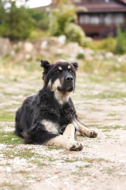 Photo portrait of large black long haired stray mutt dog