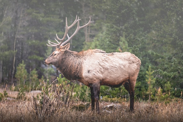 Portrait of a large bull elk in the Rocky Mountains with the first snow fall of the season