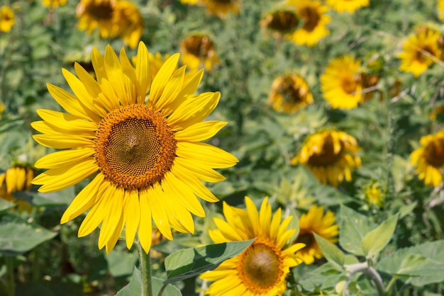 Portrait of a large yellow sunflower against the background of a field. Selective focus