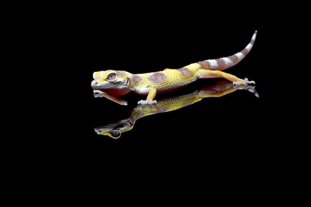 Portrait of a leopard gecko  (Eublepharis macularius)