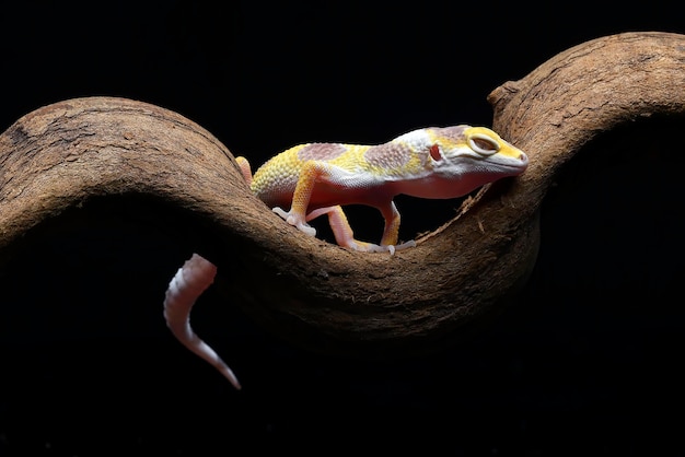 Portrait of a leopard gecko  (Eublepharis macularius)