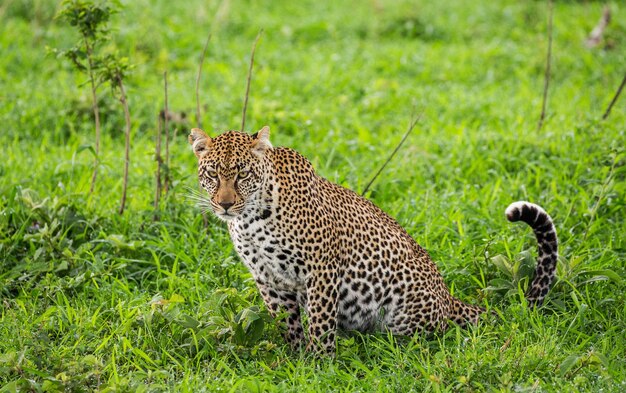 Portrait of a leopard in nature