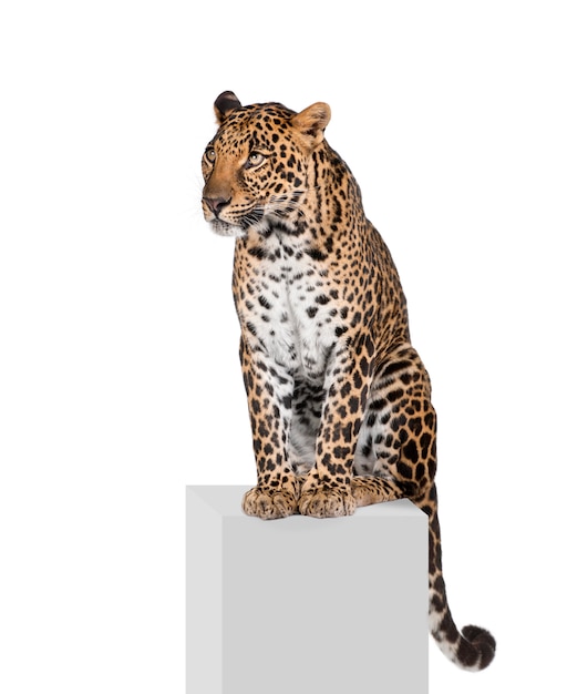 Portrait of leopard, Panthera pardus, standing