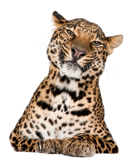 Portrait of leopard, Panthera pardus, standing