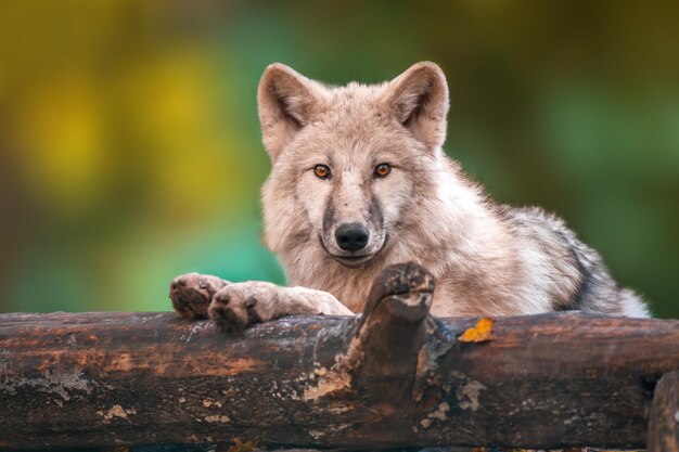 Photo portrait of lion on log