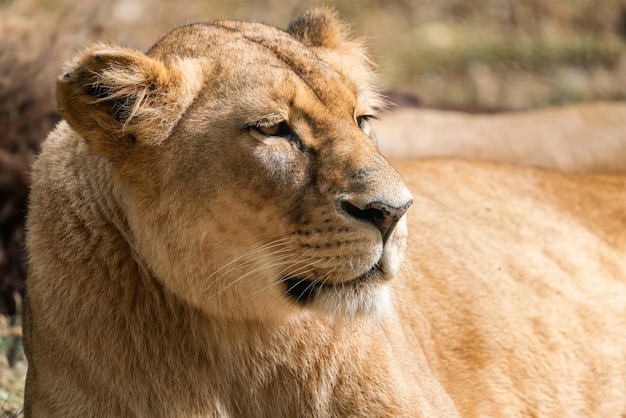 Portrait of a lioness Congolese lion Panthera leo bleyenberghi