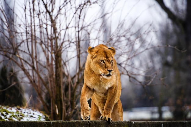 Portrait of a lioness