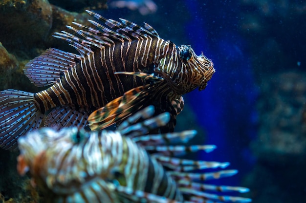 Portrait of a lionfish or devil firefish swimming on a blue water