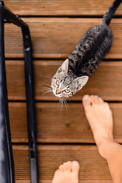 Portrait of a little cute gray striped kitten cat with bright yellow eyes looking straight at camera sitting outdoor on a rainy autumn day