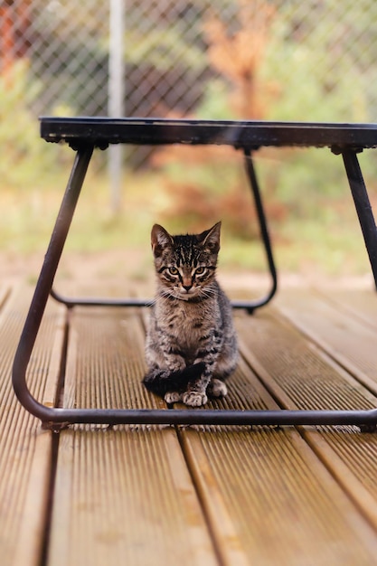 Portrait of a little cute gray striped kitten cat with bright yellow eyes looking straight at camera sitting outdoor on a rainy autumn day