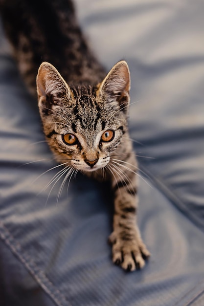 Portrait of a little cute gray striped kitten cat with bright yellow eyes looking straight at camera sitting outdoor on a rainy autumn day