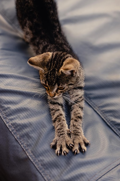 Portrait of little cute gray striped kitten cat with bright yellow eyes playing and sleeping outdoor on a rainy autumn day