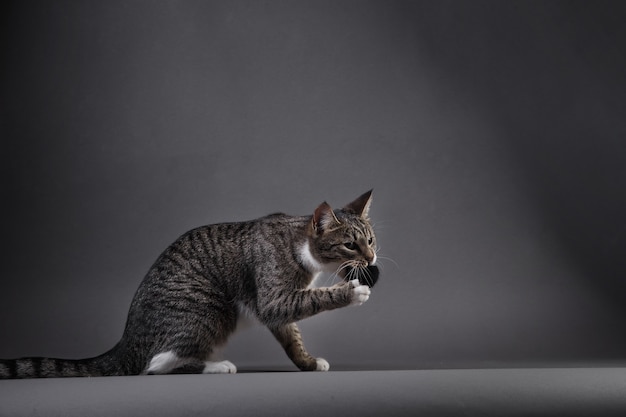 Portrait of Little gray kitten on grey background in studio