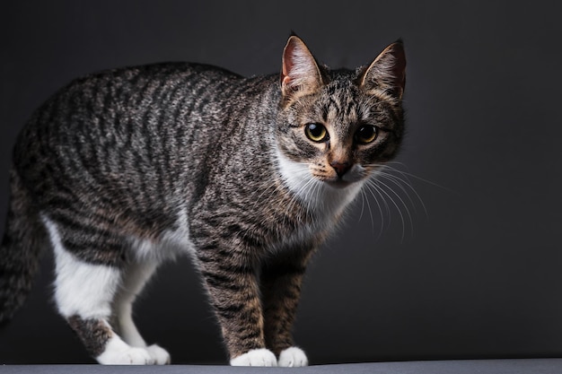 Portrait of Little gray kitten on grey background in studio